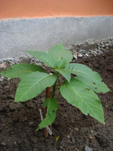 brugmansia roz simpla (16)