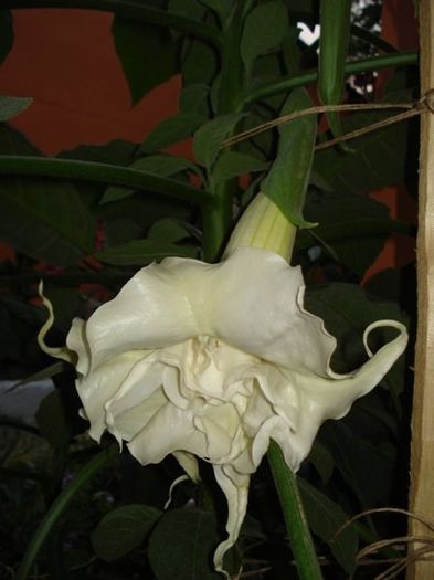 brugmansie alba dubla (5) - brugmansia