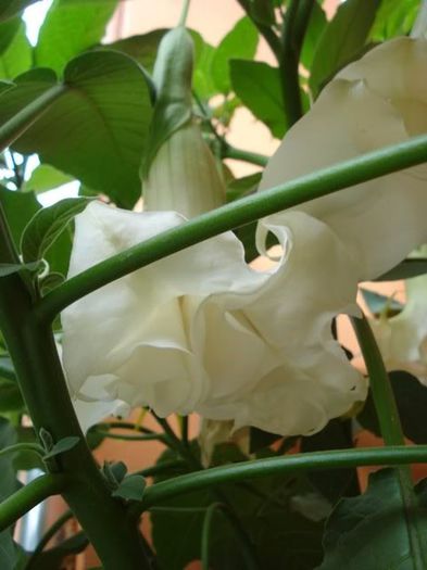 brugmansie alba dubla (9) - brugmansia