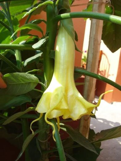 brugmansie alba dubla (10)