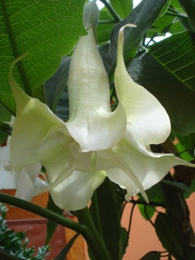 brugmansie alba dubla (13) - brugmansia
