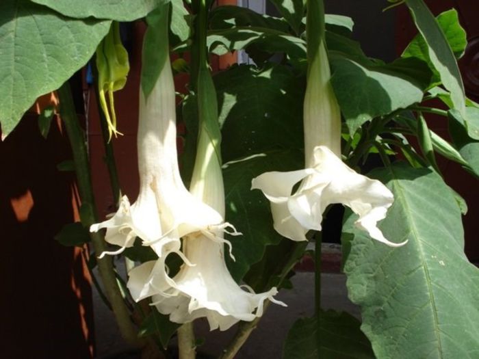 brugmansie alba dubla (14)