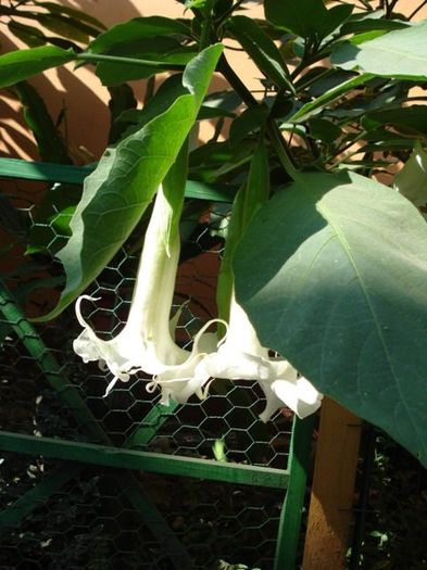 brugmansie alba dubla (15) - brugmansia