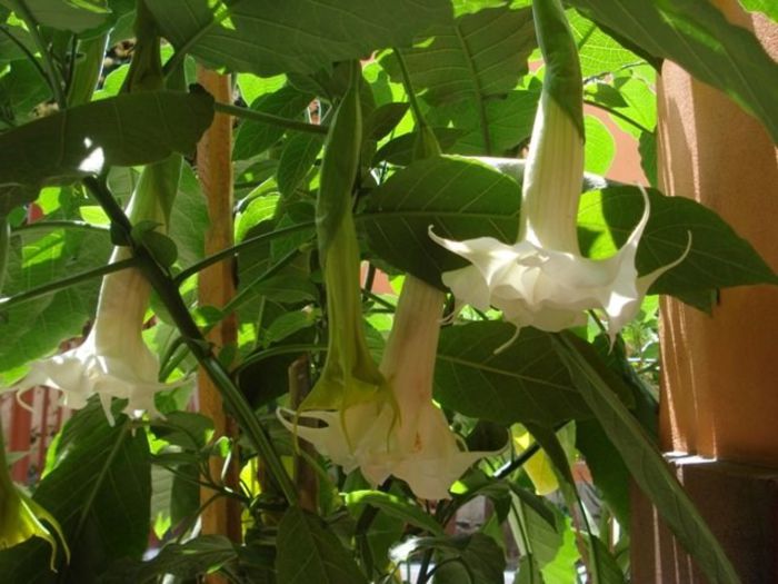 brugmansie alba dubla (17)