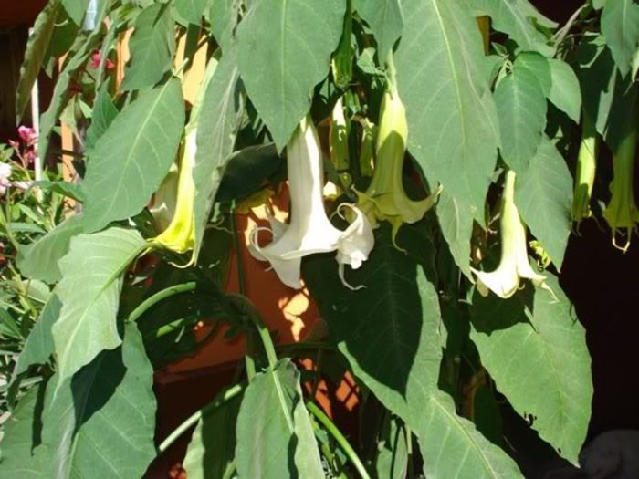 brugmansie alba dubla (19)