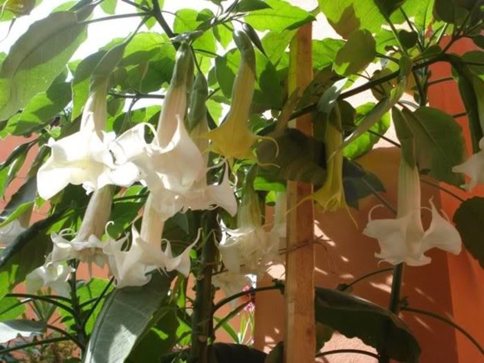 brugmansie alba dubla (21)