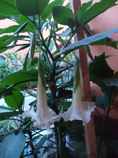 brugmansie alba dubla (22) - brugmansia