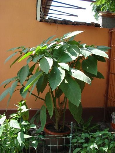 brugmansie alba dubla (23) - brugmansia
