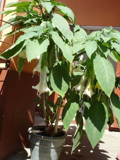 brugmansie alba dubla (24)