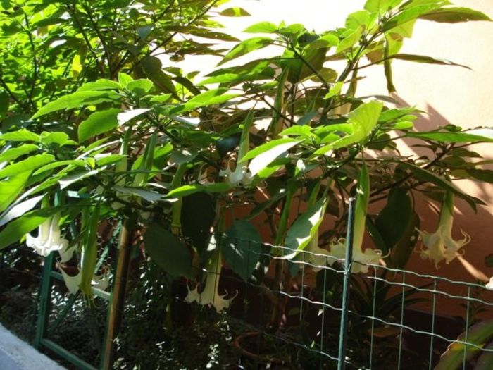 brugmansie alba dubla (25) - brugmansia