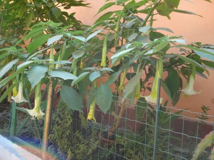 brugmansie alba dubla (26) - brugmansia