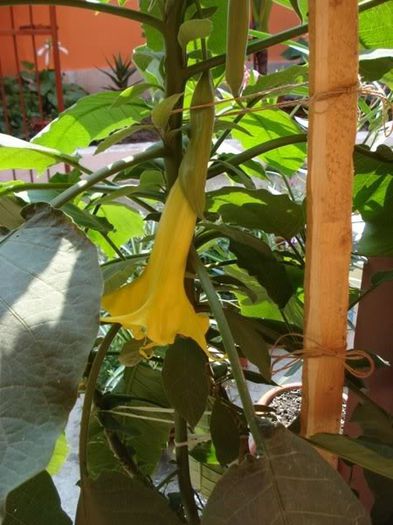 brugmansie alba dubla (27) - brugmansia