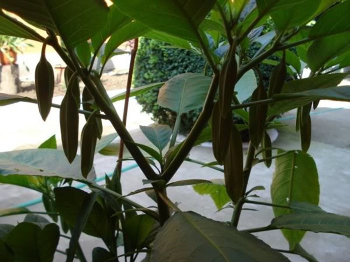 brugmansie alba dubla (28)