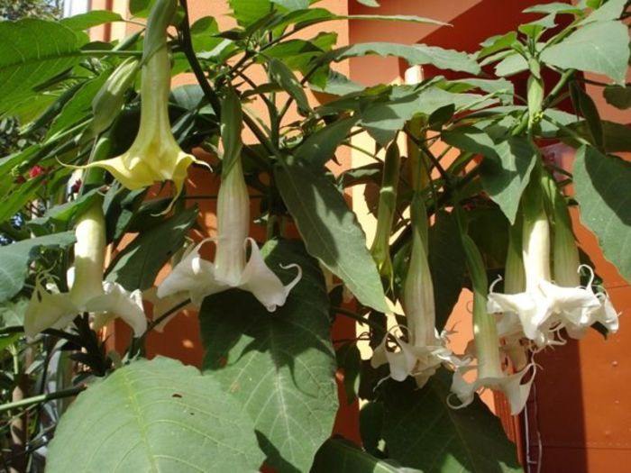 brugmansie alba dubla (29)