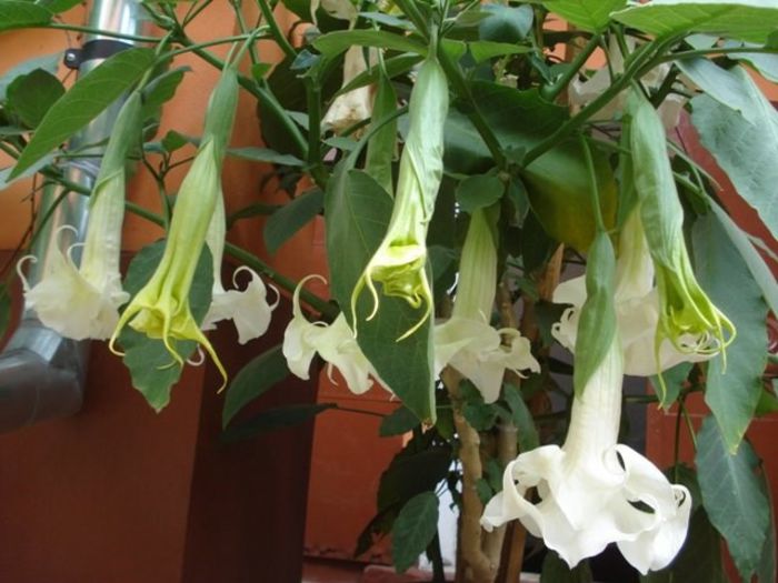 brugmansie alba dubla (30) - brugmansia