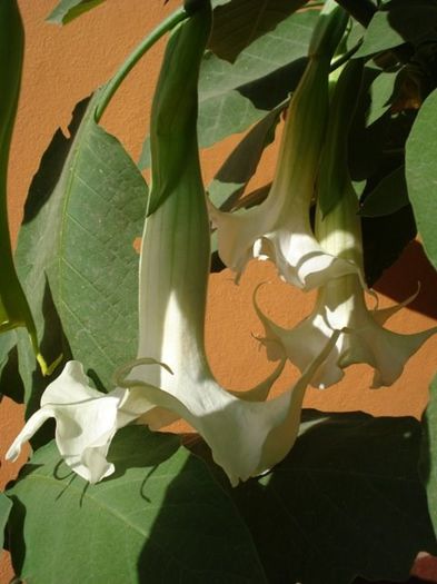 brugmansie alba dubla (31) - brugmansia