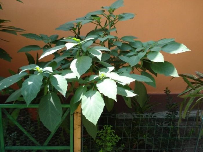 brugmansie alba dubla (33) - brugmansia