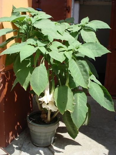 brugmansie alba dubla (34) - brugmansia