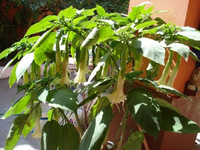 brugmansie alba dubla (35) - brugmansia