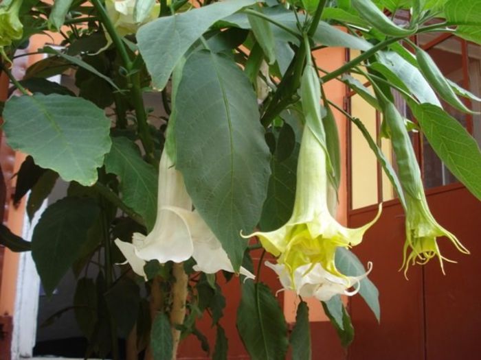 brugmansie alba dubla (37) - brugmansia