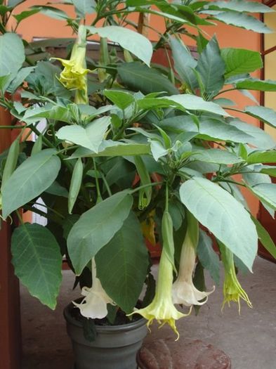 brugmansie alba dubla (38) - brugmansia