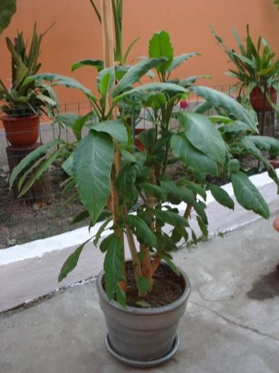 brugmansie alba dubla (42) - brugmansia
