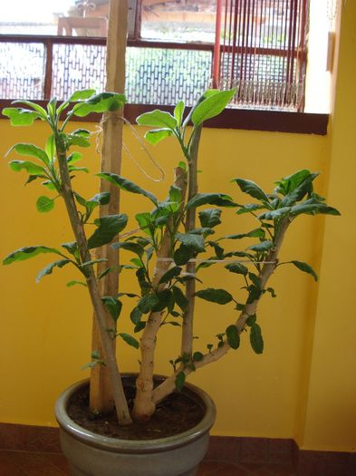 brugmansie alba dubla (43) - brugmansia