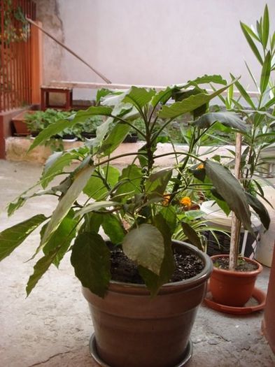 brugmansie alba dubla (44) - brugmansia
