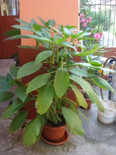 brugmansie crem simpla (12) - brugmansia