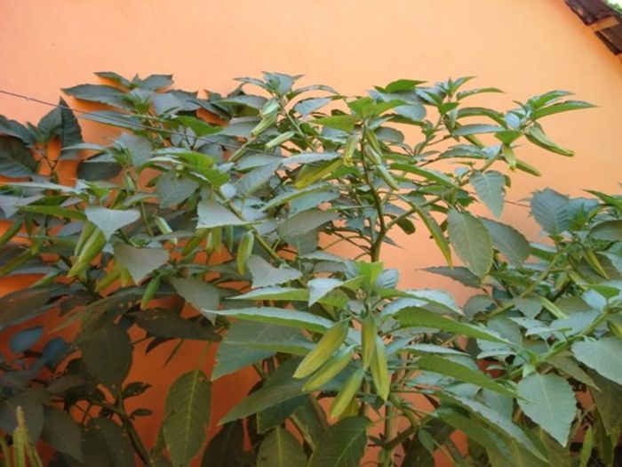brugmansie crem simpla (14) - brugmansia