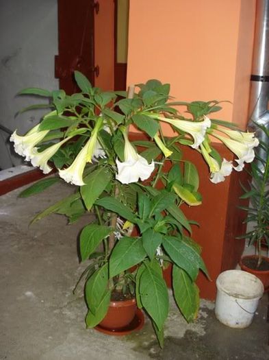 brugmansie crem simpla (24)