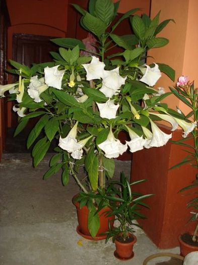 brugmansie crem simpla (28)