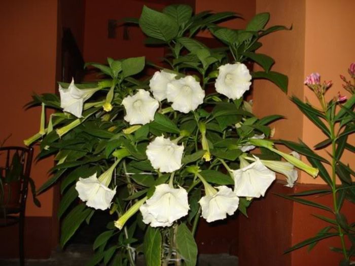 brugmansie crem simpla (31) - brugmansia