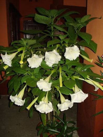 brugmansie crem simpla (32) - brugmansia