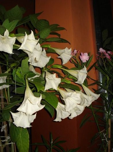brugmansie crem simpla (34) - brugmansia