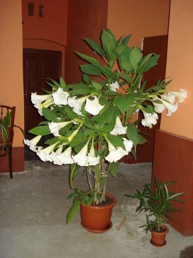 brugmansie crem simpla (38)