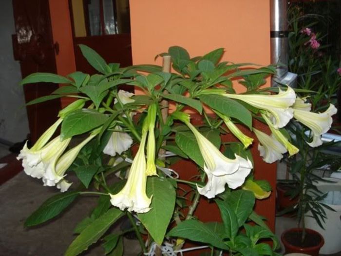 brugmansie crem simpla (39)