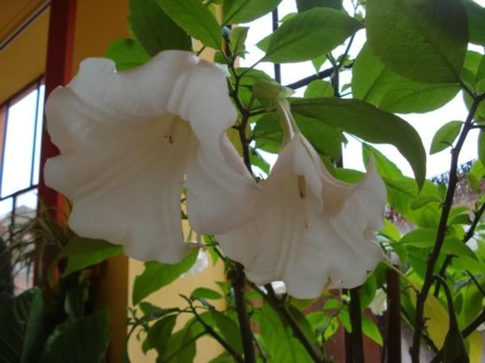 brugmansie crem simpla (41) - brugmansia