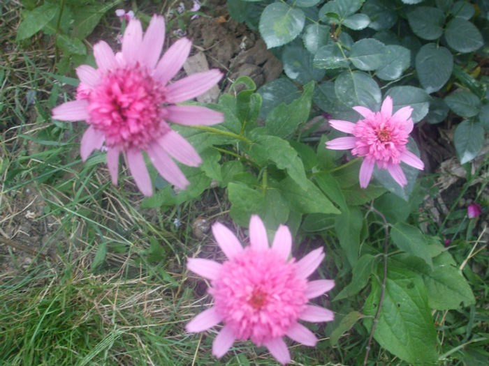 DSCF2223