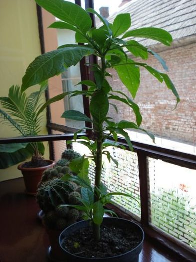 iesire de la iernat (2)