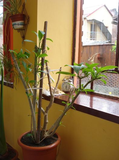 iesire de la iernat (3) - brugmansia