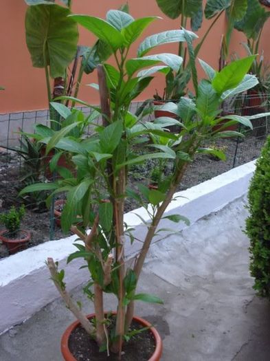 iesire de la iernat (4)