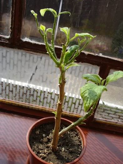 iesire de la iernat (5)