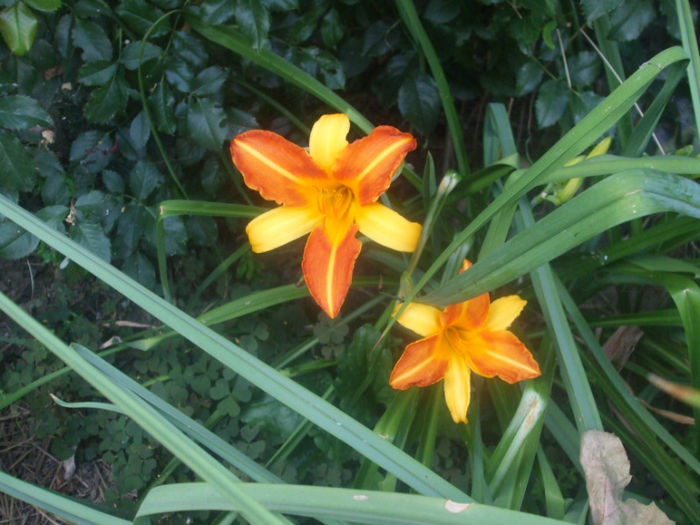 DSCF2229 - vara 2013