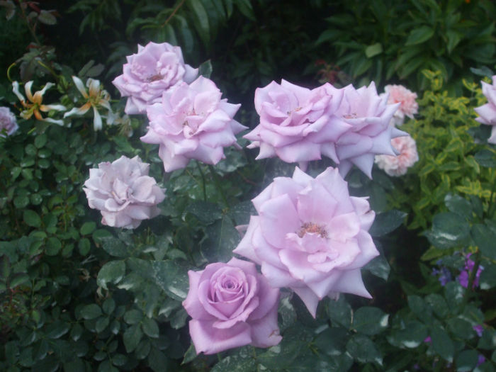 Mamie Blue