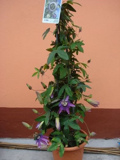 passiflora amethist (1)