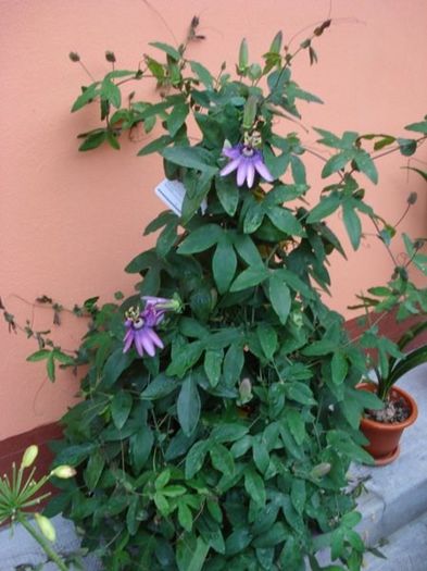 passiflora amethist (4) - passiflora