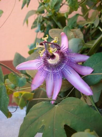 passiflora amethist (7)