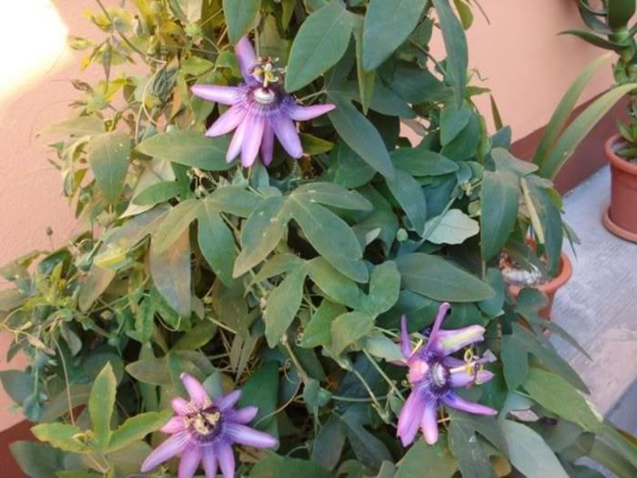 passiflora amethist (11)