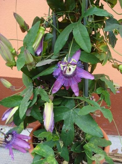 passiflora amethist (13)